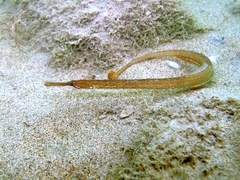 Syngnathus taenionotus