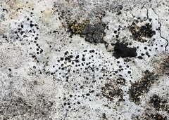 Bagliettoa calciseda