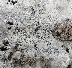 Bagliettoa calciseda