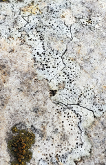 Bagliettoa calciseda