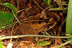Incilius melanochlorus