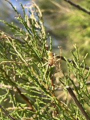 Xiruana