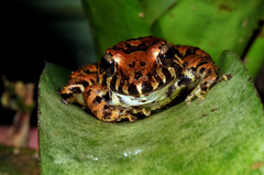 Pristimantis cruentus