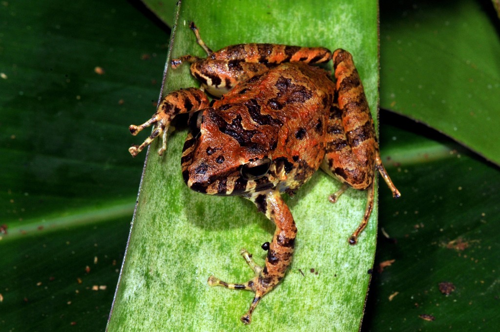 Banded-thighed Rain Frog (Craugastor melanostictus)
