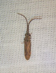 Tenomerga cinerea