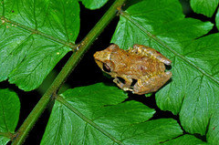 Pristimantis ridens