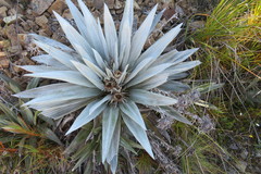 Celmisia semicordata stricta