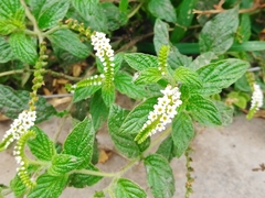Heliotropium angiospermum