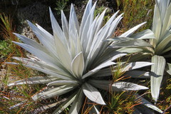 Celmisia semicordata stricta