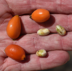 Eugenia reinwardtiana