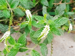 Heliotropium angiospermum