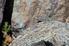 Liolaemus nigroviridis