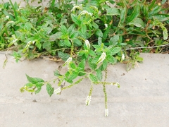 Heliotropium angiospermum