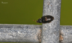Biphyllus lunatus
