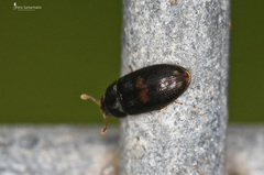 Biphyllus lunatus