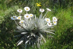 Celmisia semicordata stricta