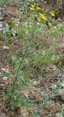 Jacobaea schischkiniana