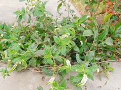 Heliotropium angiospermum