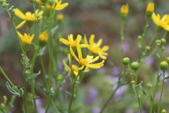 Jacobaea schischkiniana