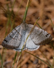 Caenurgina caerulea