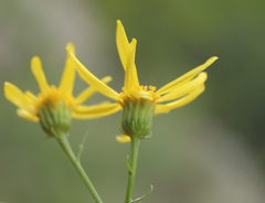 Jacobaea schischkiniana