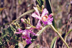 Sobralia dichotoma