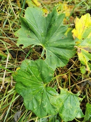 Alchemilla lineata