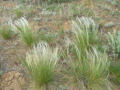 Stipa zalesskyi