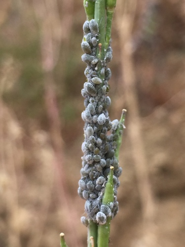 Cabbage Aphid photo 5
