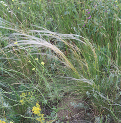Stipa lessingiana