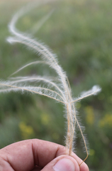 Stipa lessingiana