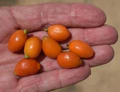 Eugenia reinwardtiana