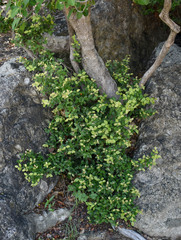 Eugenia reinwardtiana