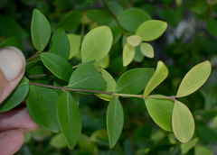 Eugenia reinwardtiana