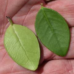 Eugenia reinwardtiana