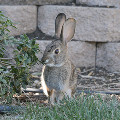 Sylvilagus audubonii