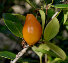 Eugenia reinwardtiana