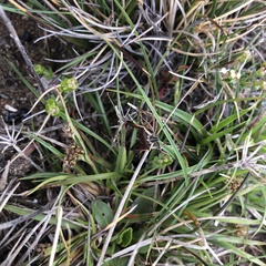 Luzula novae-cambriae