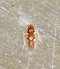 Erythroneura elegans