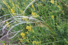 Stipa lessingiana