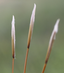 Stipa lessingiana