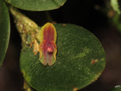 Andinia nummularia