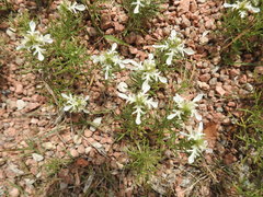 Teucrium laciniatum