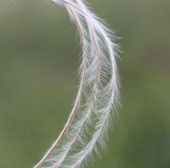 Stipa lessingiana