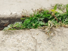Cyclospermum