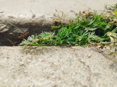 Cyclospermum