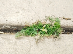 Cyclospermum