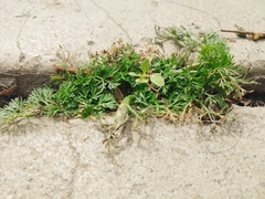 Cyclospermum