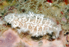 Tritoniopsis elegans