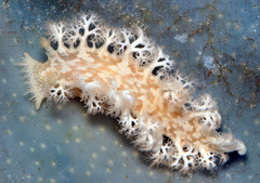 Tritoniopsis elegans